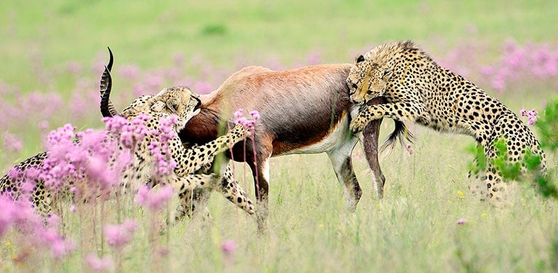 Young cheetahs make a kill at rietvlei nature reserve.