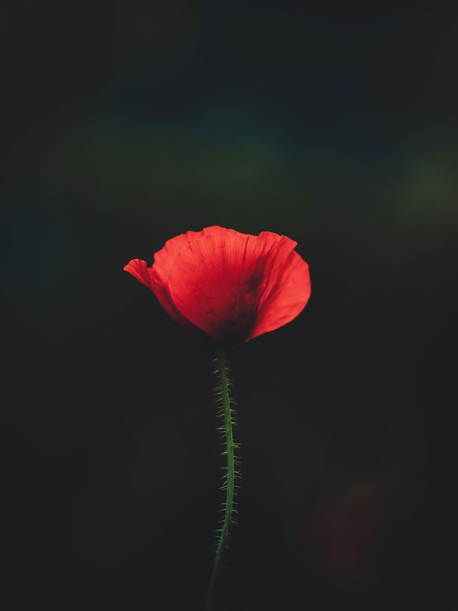 Make money by selling your prints – Red poppy flower Make money by selling your prints -red poppy flower