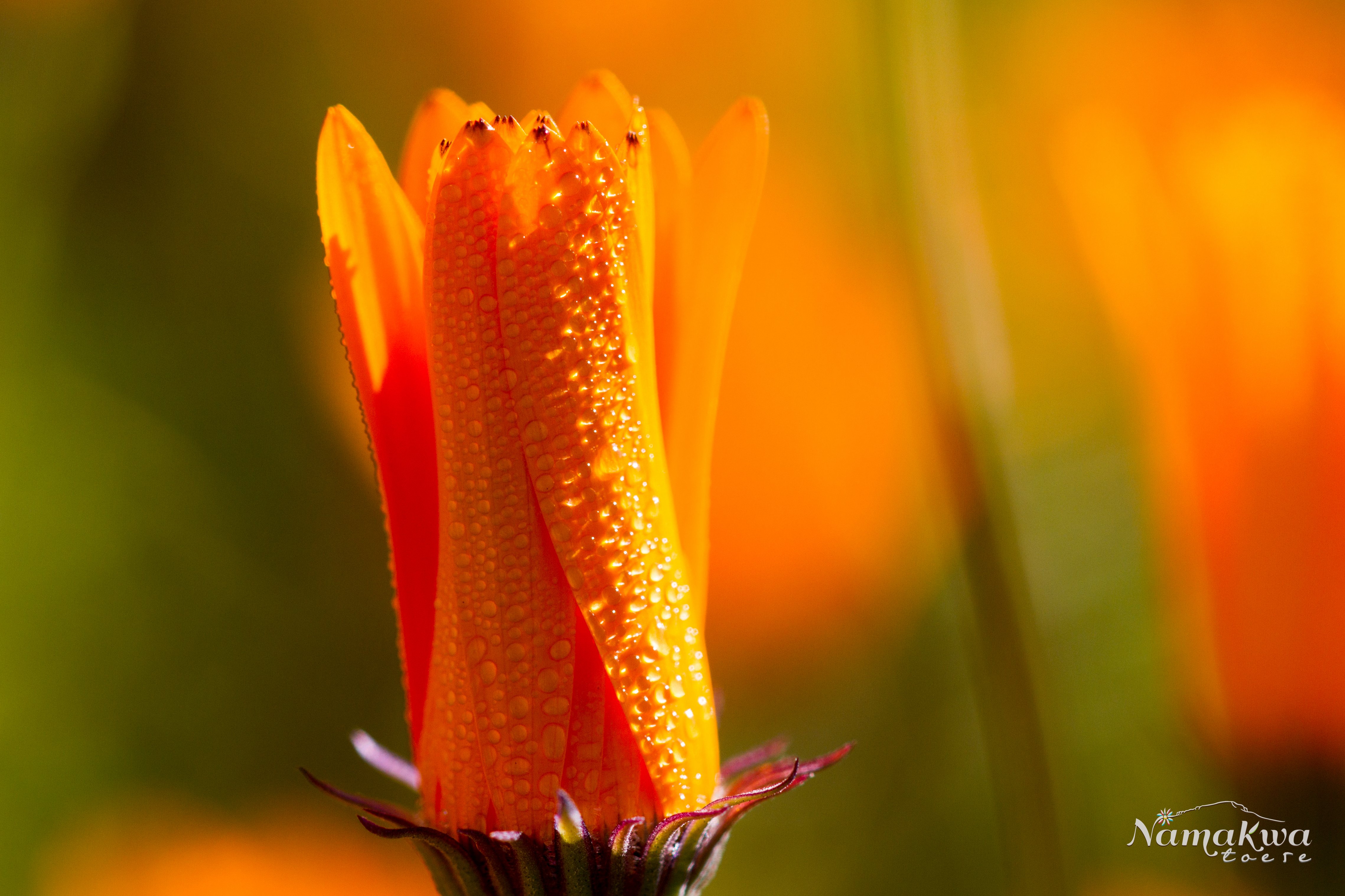 A photo of the Namaqualand daisy taken by Mike Spies of Namaqua Tours.