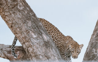 KRUGER-GEAR-BLOG-UPDATE