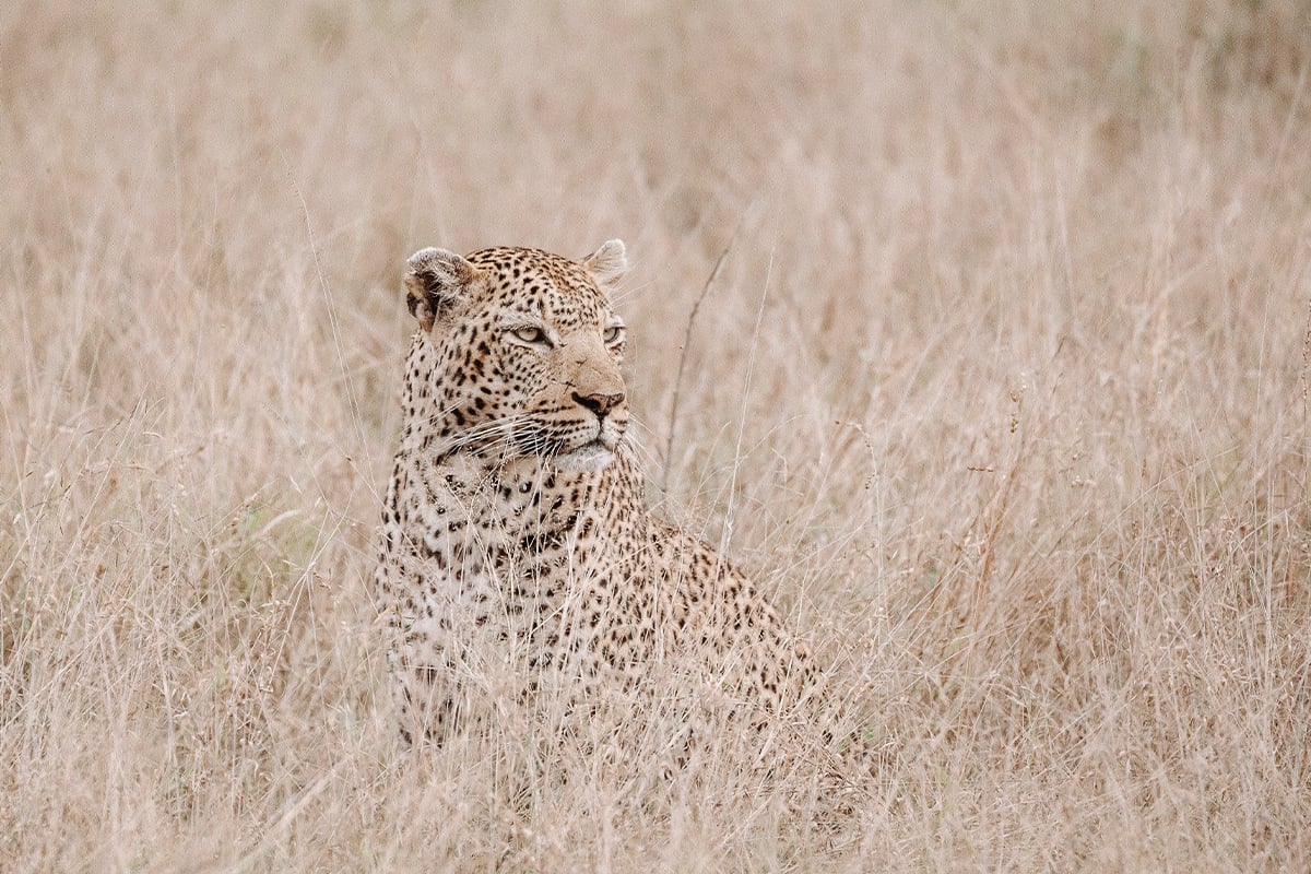 Leopard-in-grass-sitting Leopard-in-grass-sitting