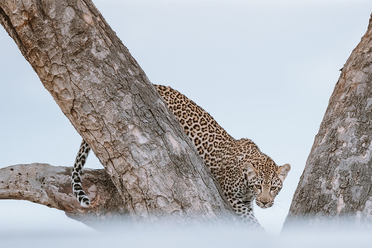 Kruger-leopard Kruger-leopard