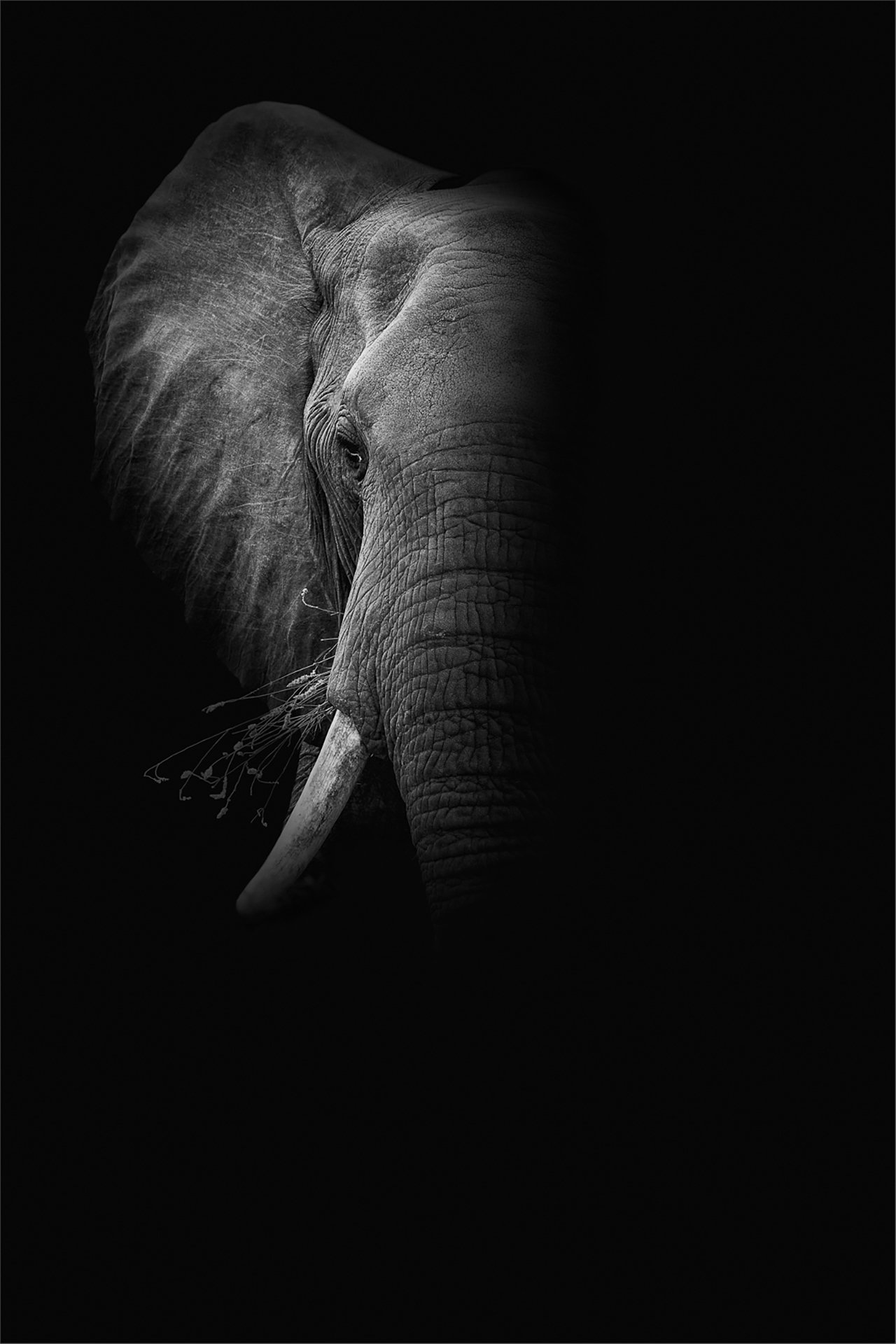 Wildlife turned into art. I call this a Dramatic Animal Portrait. The black background makes the animal stand out beautifully