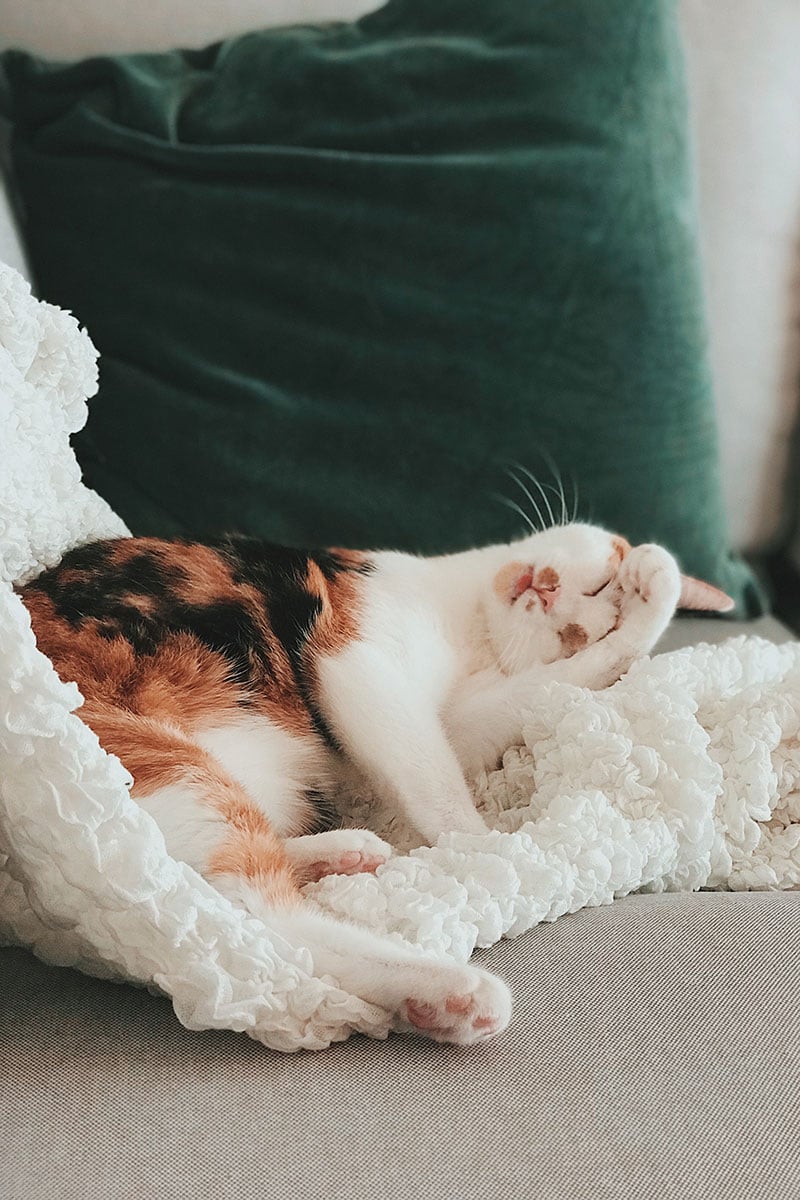 Photograph of a cat on a blanket