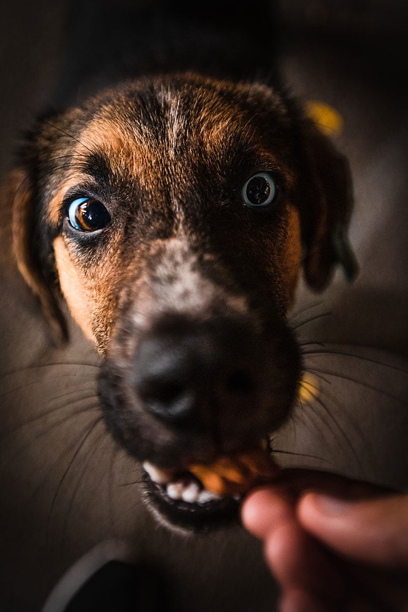 Cute portrait of a dog