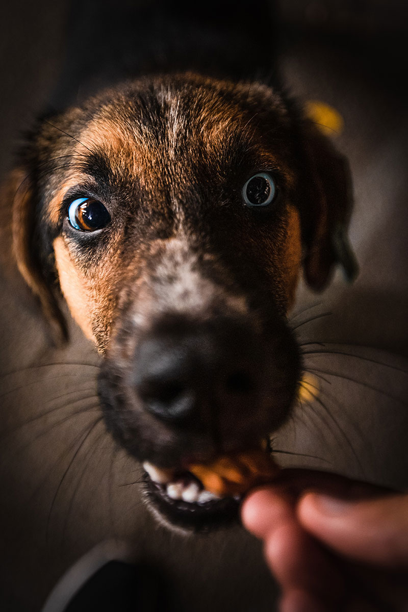 Cute portrait of a dog Cute portrait of a dog