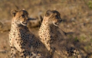 Cheetahs in Kruger National Park