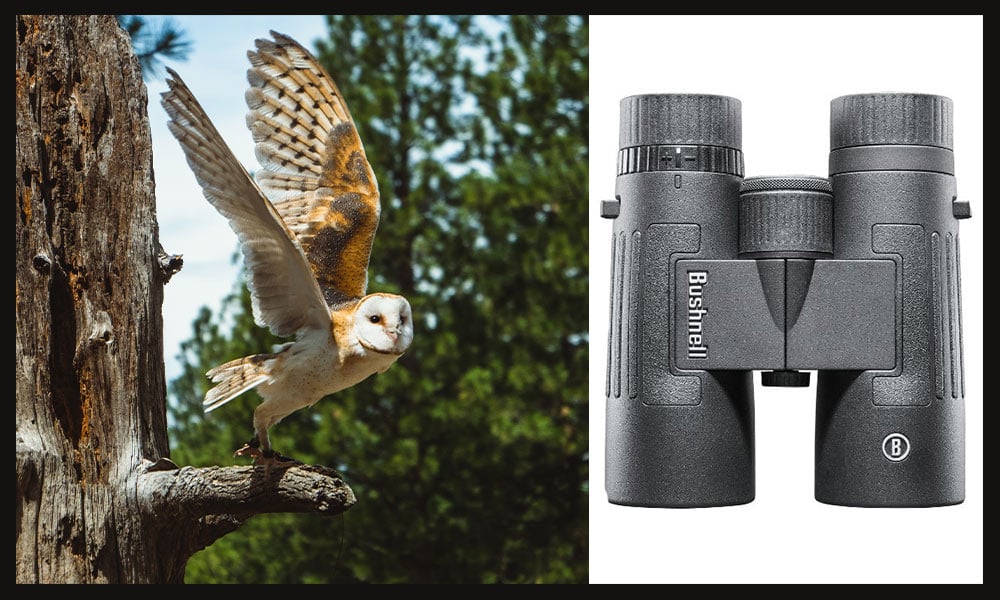 7 Best binoculars for birding in 2022