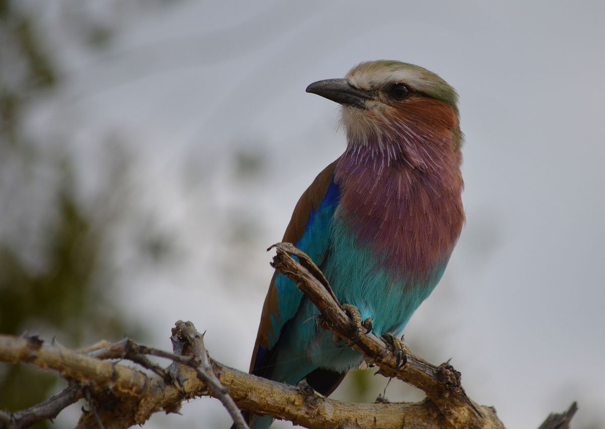 The lilac-breasted roller is widely distributed in sub-Saharan Africa and prefers open woodland and savanna.