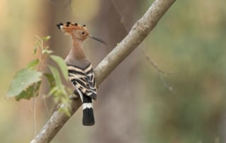 An African hoopoe