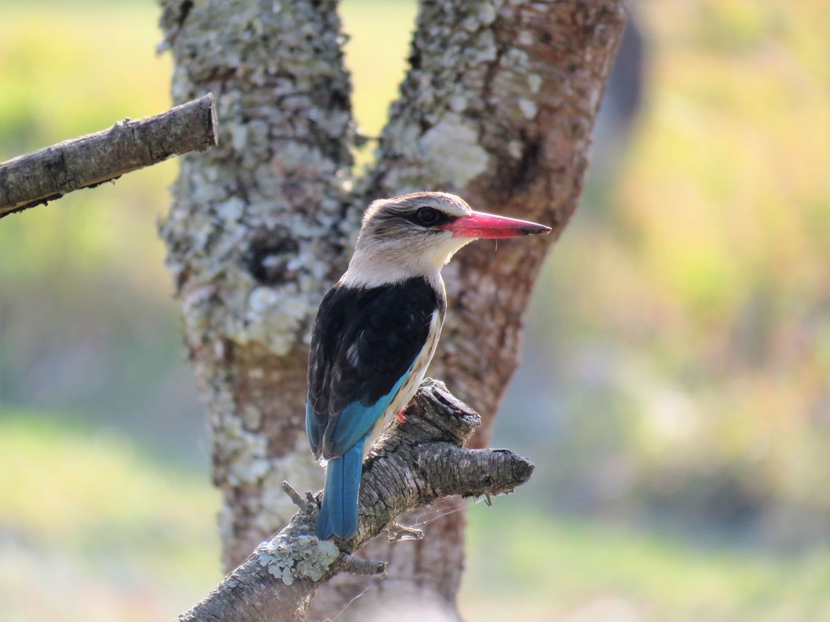 Brown-hooded Kingfisher photographed in East London, South Africa