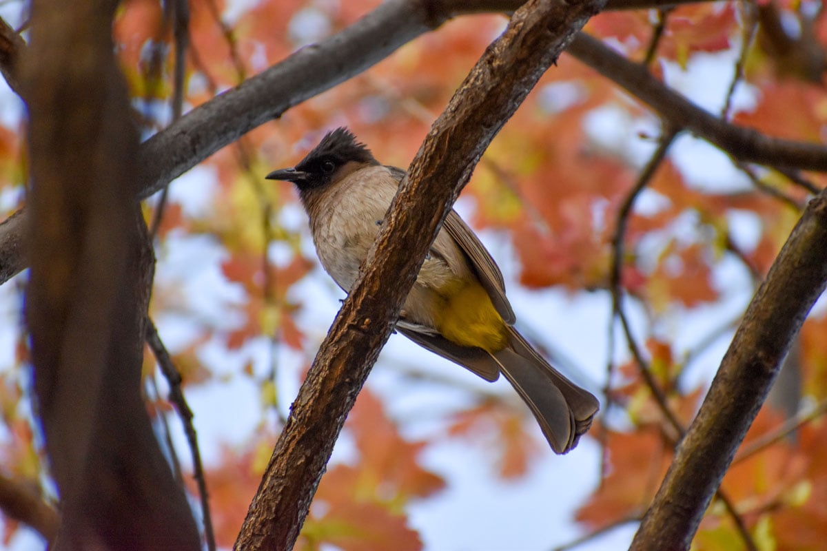 The Dark-capped Bulbul is found in the eastern regions of South Africa.