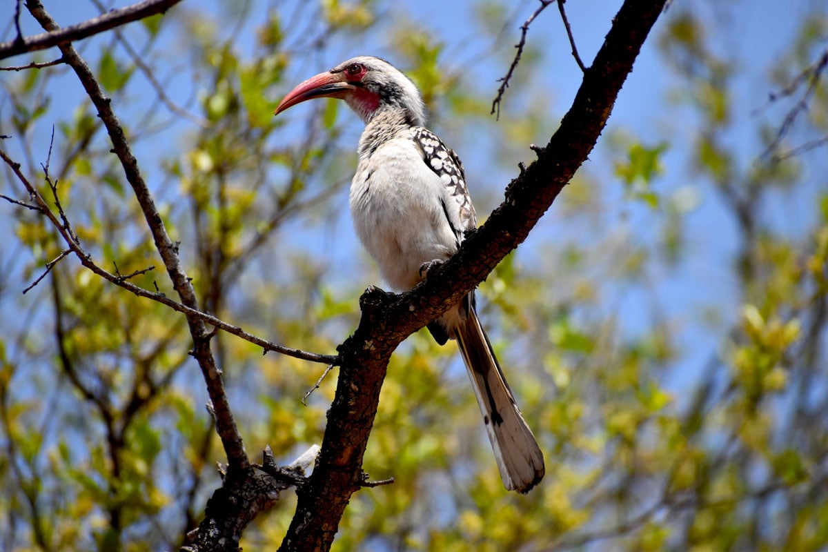 The Southern Red-billed Hornbill native to the savannas and dryer bushlands of southern Africa. 