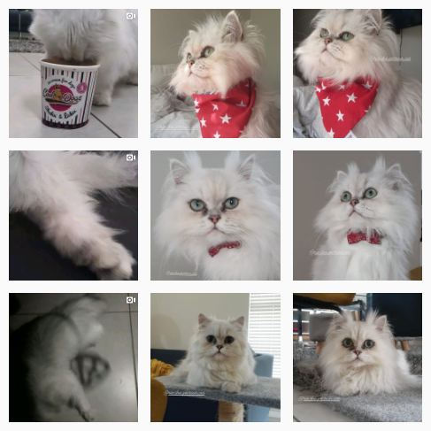 rio_the_chinchilla Instagram account