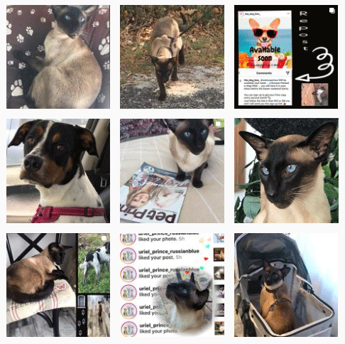 bizzibabs_pra_siam Instagram account