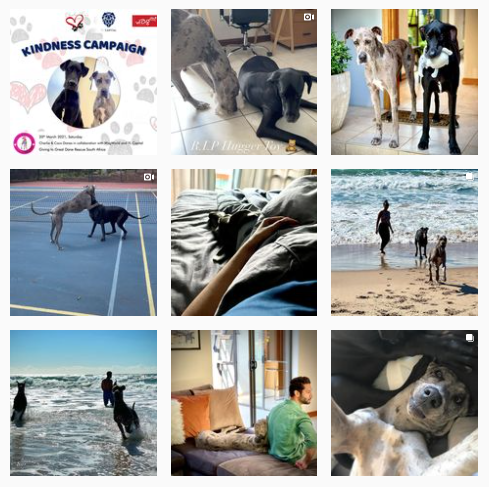 charlieandcocodanes Instagram account