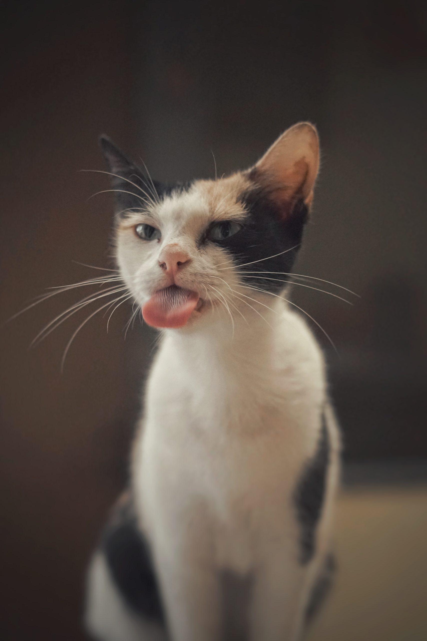 don-hassan-yjZBSEenspw-unsplash Photo of indoors cat lying on back in the sun