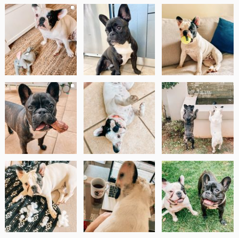fuller_frenchies Instagram account