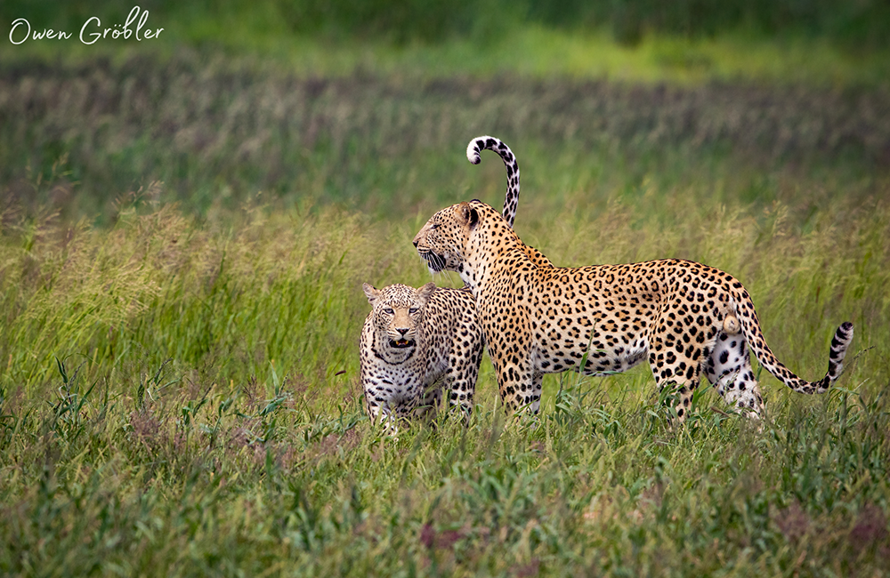 green-kalahari-leopards