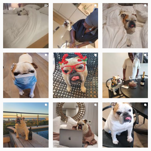 hermesthebulldog Instagram account