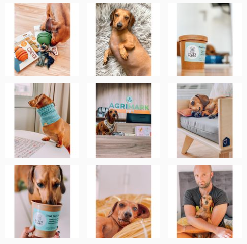holdentheminidachshund Instagram account