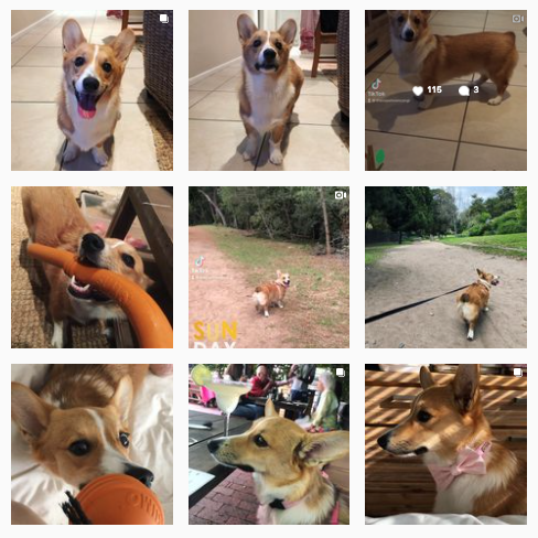 the_capetown_corgi Instagram account