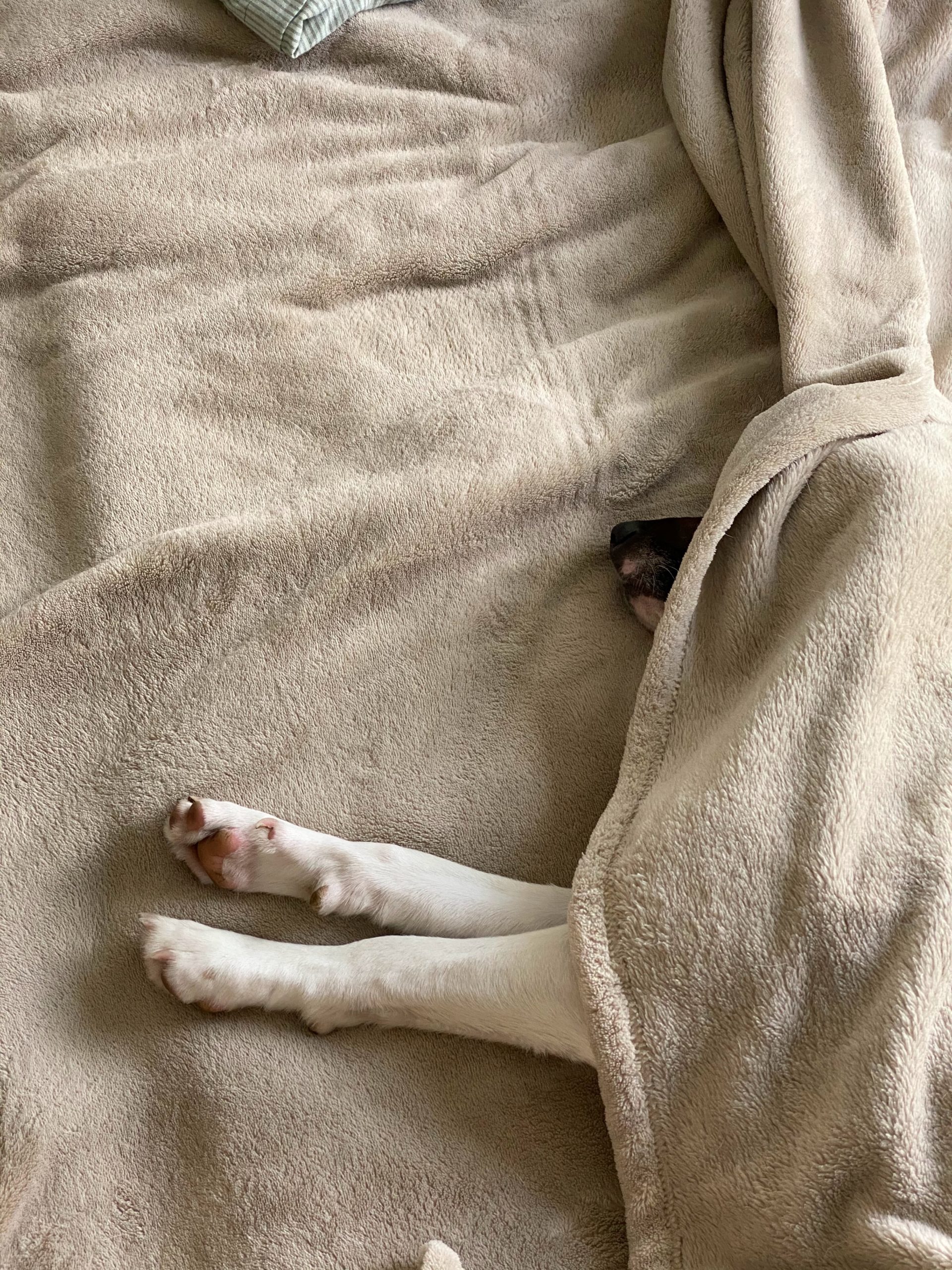 vadim-kaipov-5I9pvfpc44U-unsplash Dog sleeping underneath blanket with nose and paw peeking out