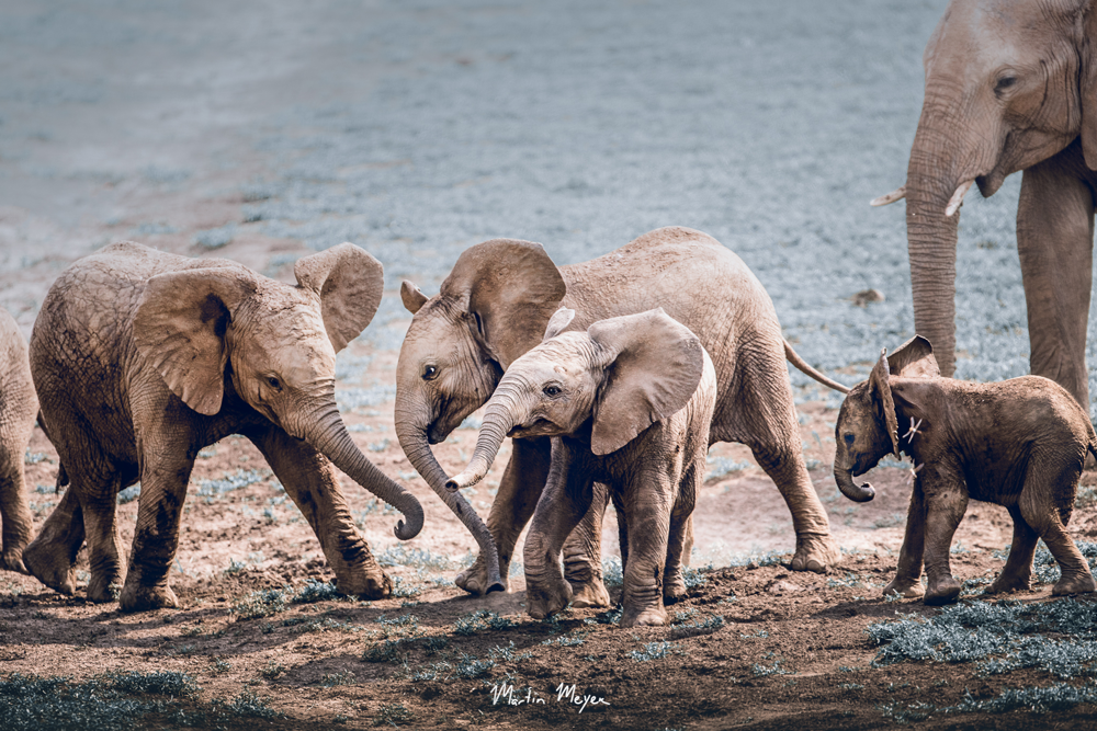 MARTIN-MEYER-BLOG-ELLIES ellies