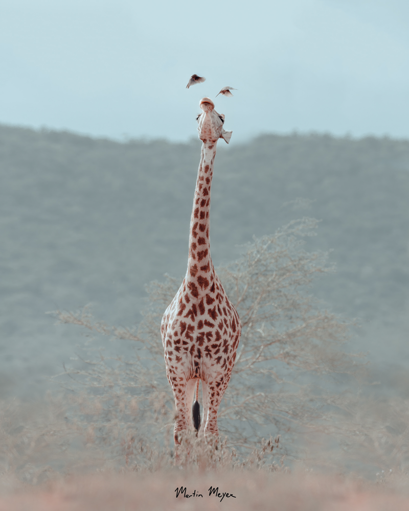 MARTIN-MEYER-BLOG-GIRAFFE GIRAFFE