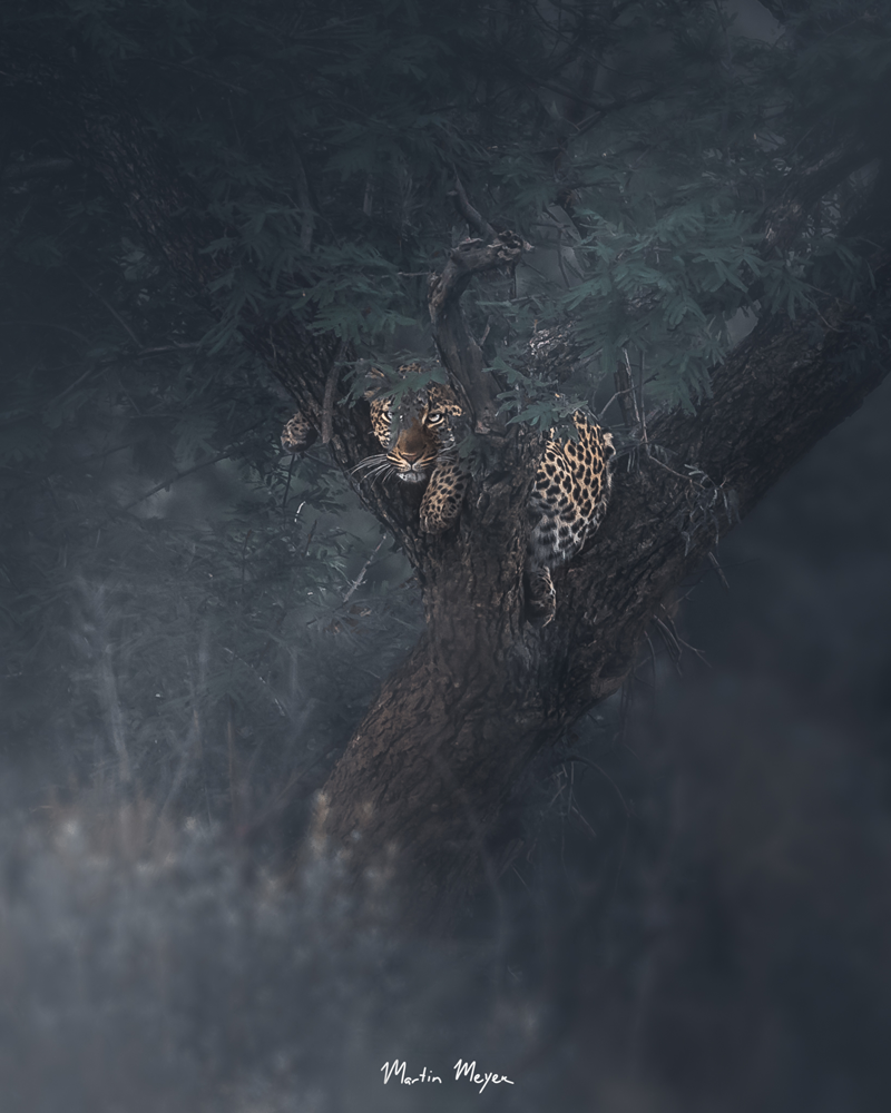 MARTIN-MEYER-BLOG-LEOPARD leopard