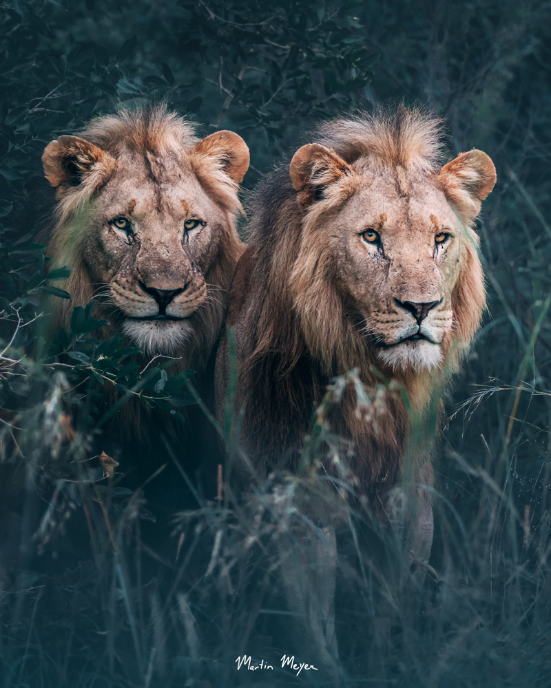 MARTIN-MEYER-BLOG-LIONS lions