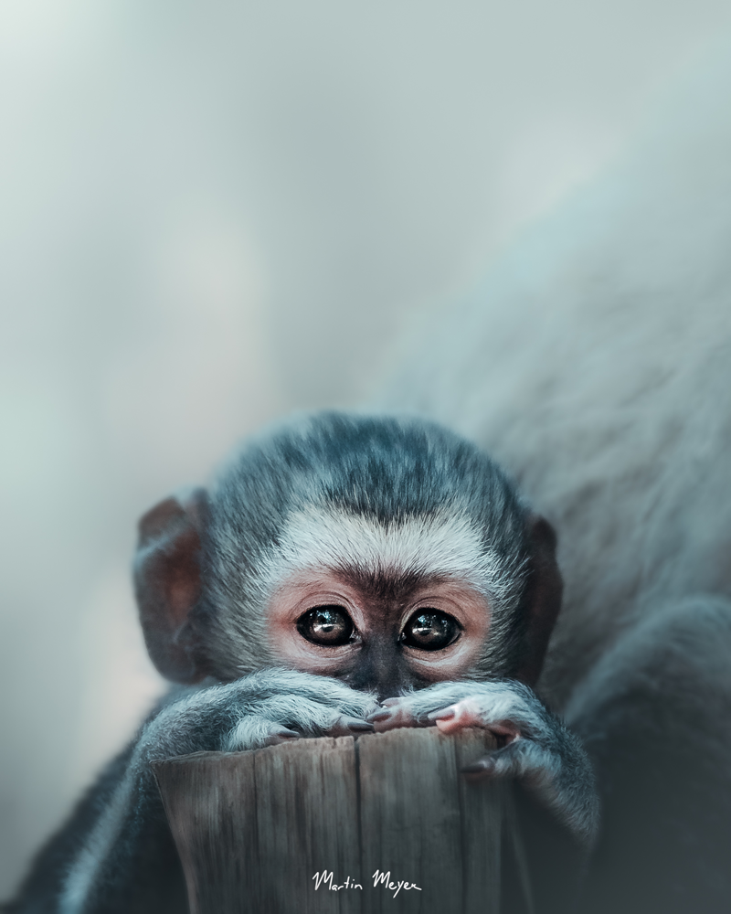 MARTIN-MEYER-BLOG-MONKEY baby-monkey