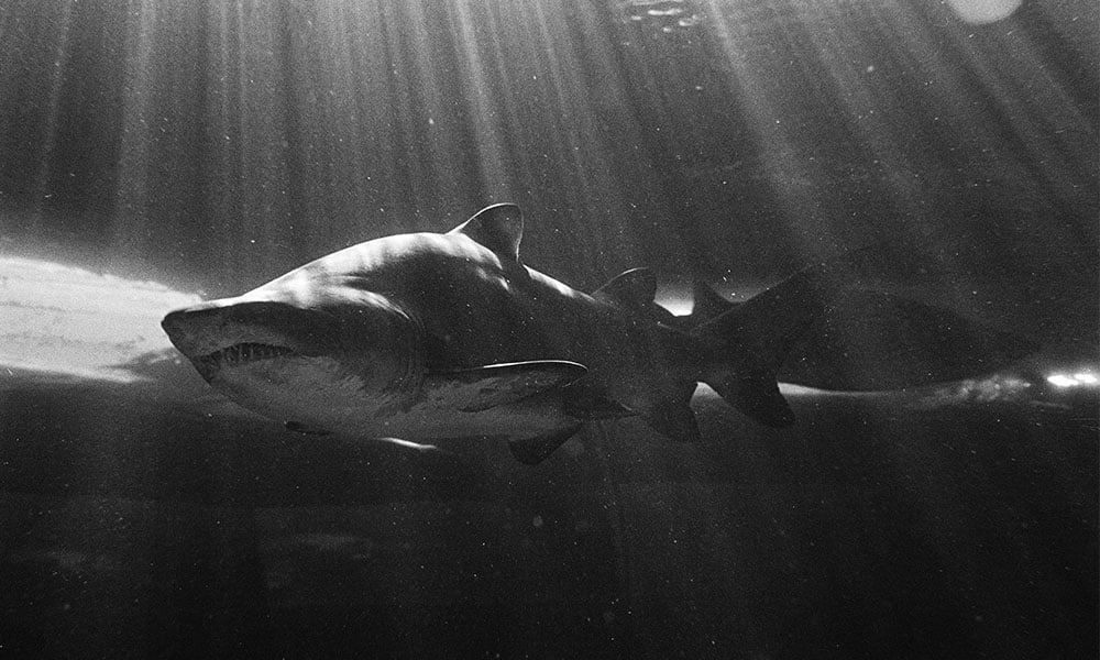Conservation photographer Willem van den Heever