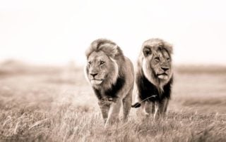 Wild Boys Feature Image