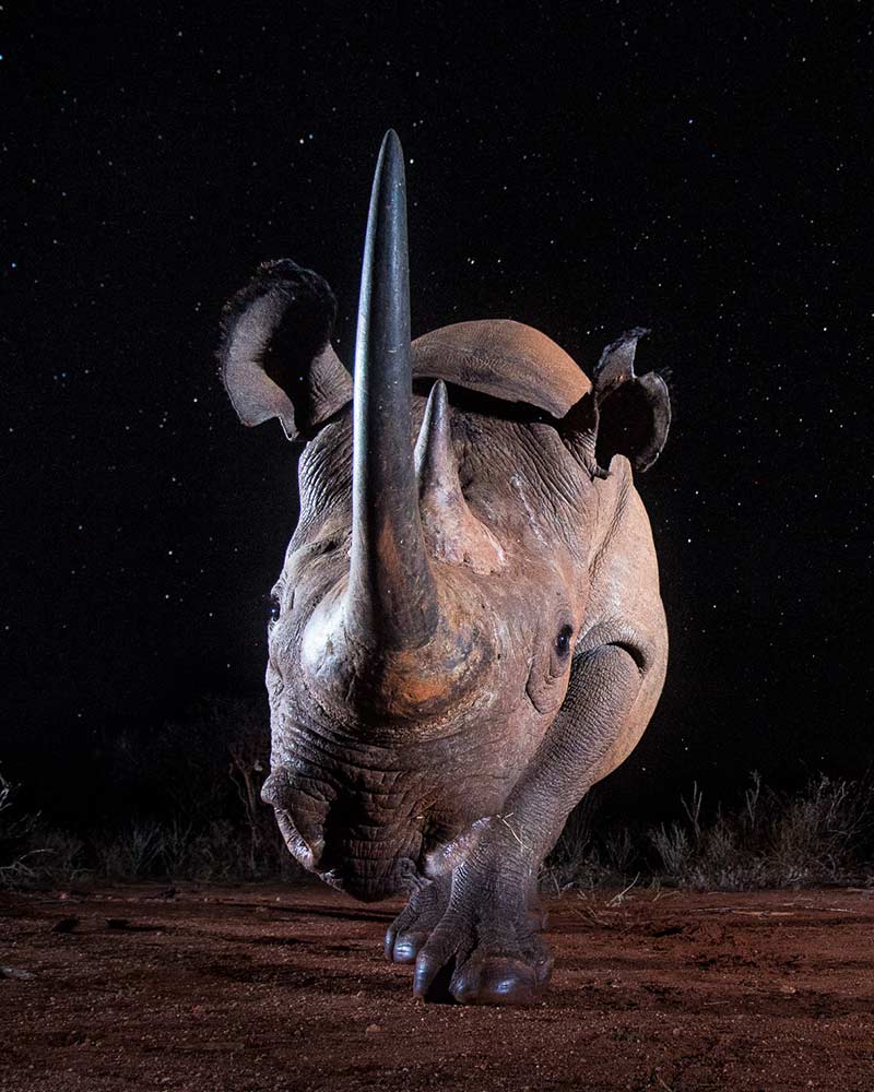 International wildlife photography tips from Will Burrard-Lucas.