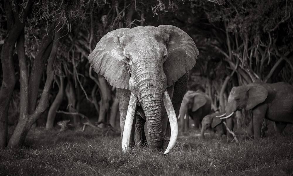 International wildlife photography tips from Will Burrard-Lucas.