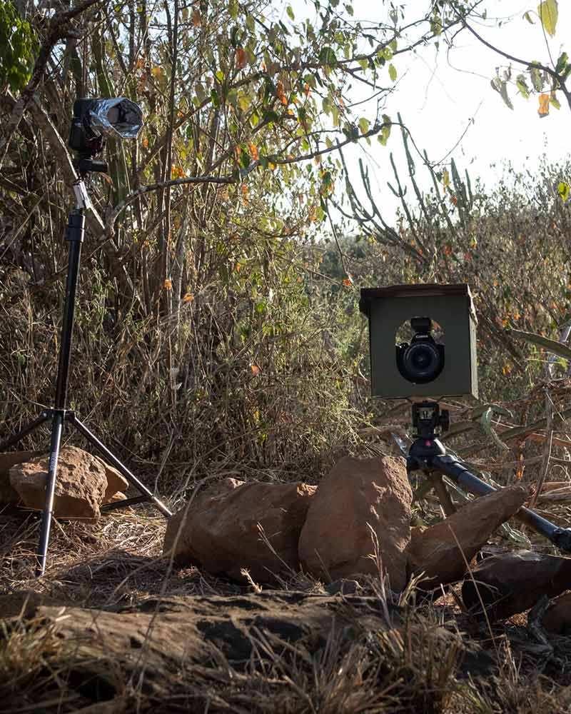 International wildlife photography tips from Will Burrard-Lucas.