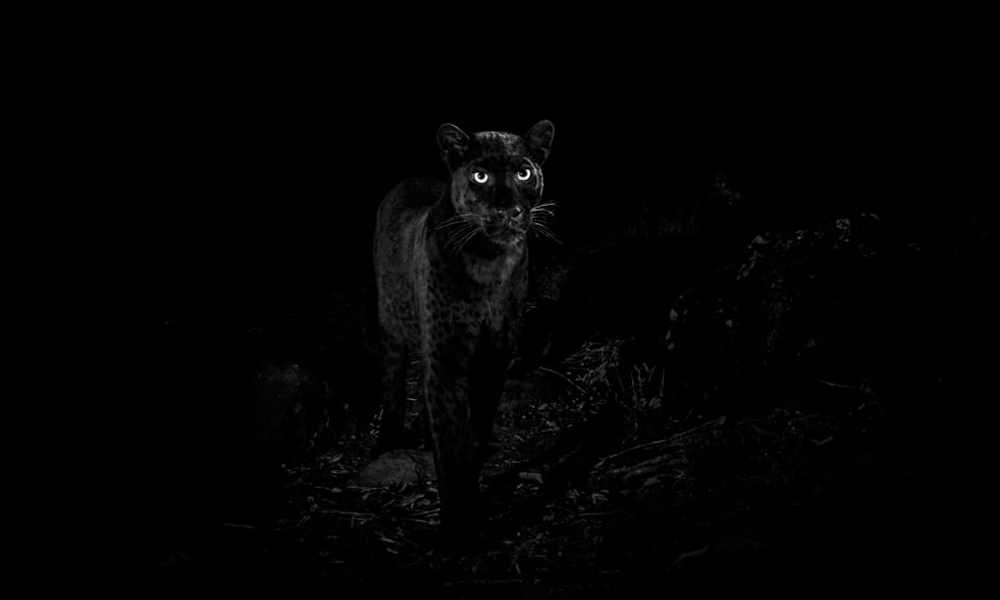 International wildlife photography tips from Will Burrard-Lucas.