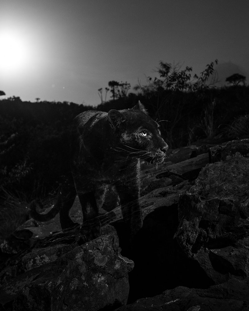 African Black Leopard.