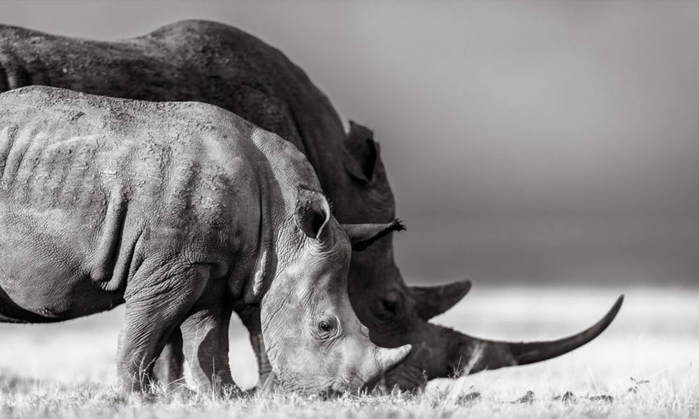 International wildlife photography tips from Will Burrard-Lucas.