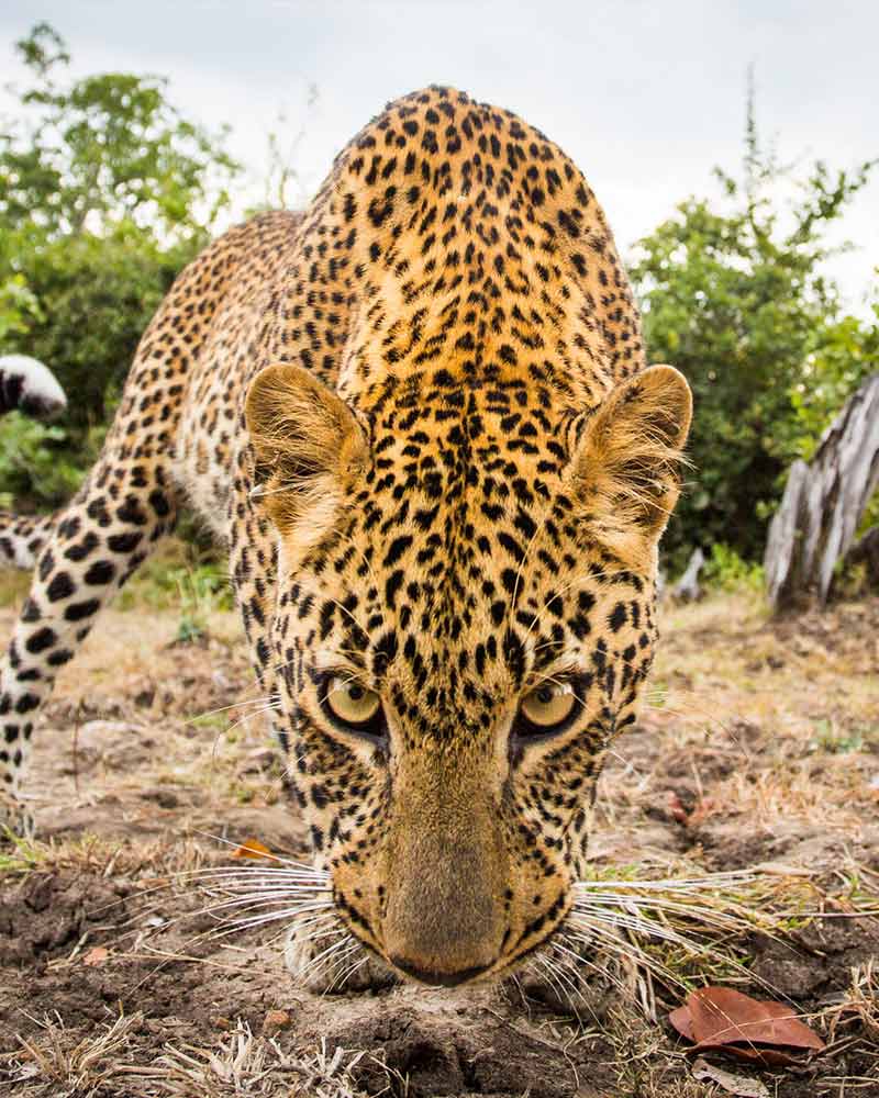 International wildlife photography tips from Will Burrard-Lucas.
