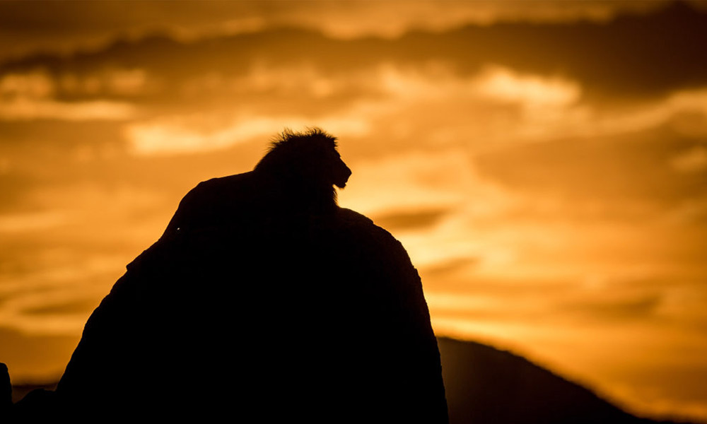 International wildlife photography tips from Will Burrard-Lucas.