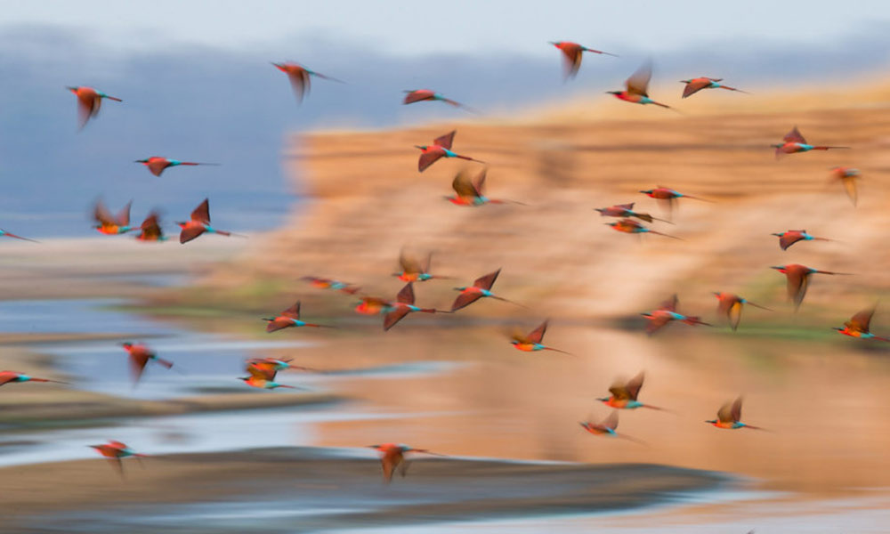 International wildlife photography tips from Will Burrard-Lucas.