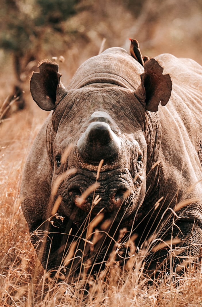 Gemma WIld captures a beautiful wildlife photo of a rhino on safari with Gemma Wild on safari with the Tamron 150-500mm f/5-6.7 lens
