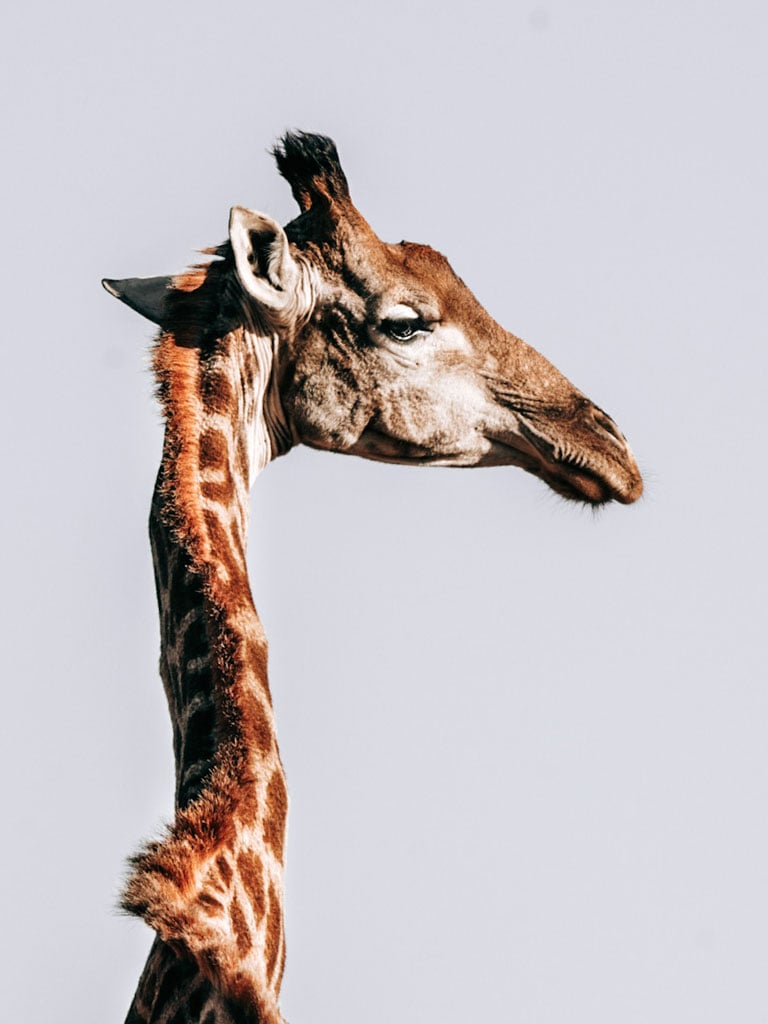 Gemma WIld captures a beautiful wildlife photo of a giraffe on safari with Gemma Wild on safari with the Tamron 150-500mm f/5-6.7 lens