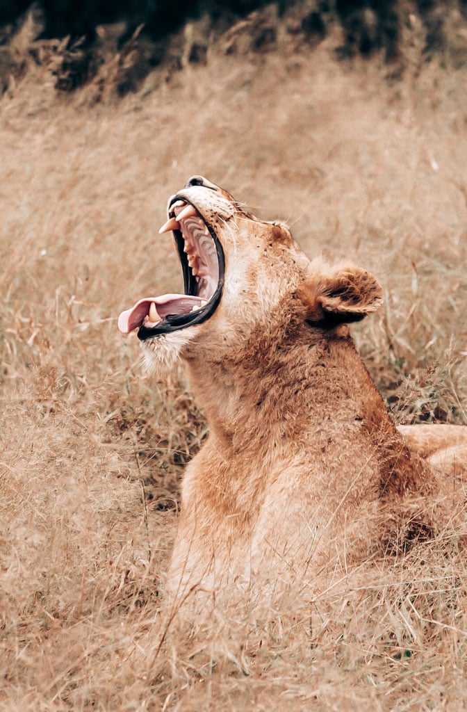 Gemma WIld captures a beautiful wildlife photo of a yawning lion on safari with Gemma Wild on safari with the Tamron 150-500mm f/5-6.7 lens