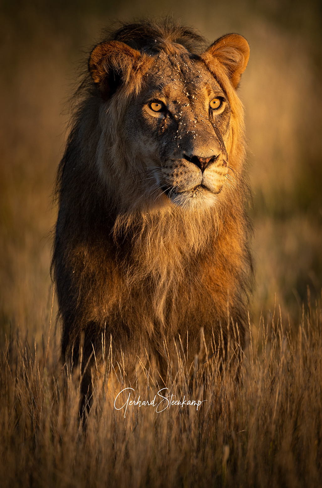 WORLD-LION-DAY-1 WORLD-LION-DAY-1