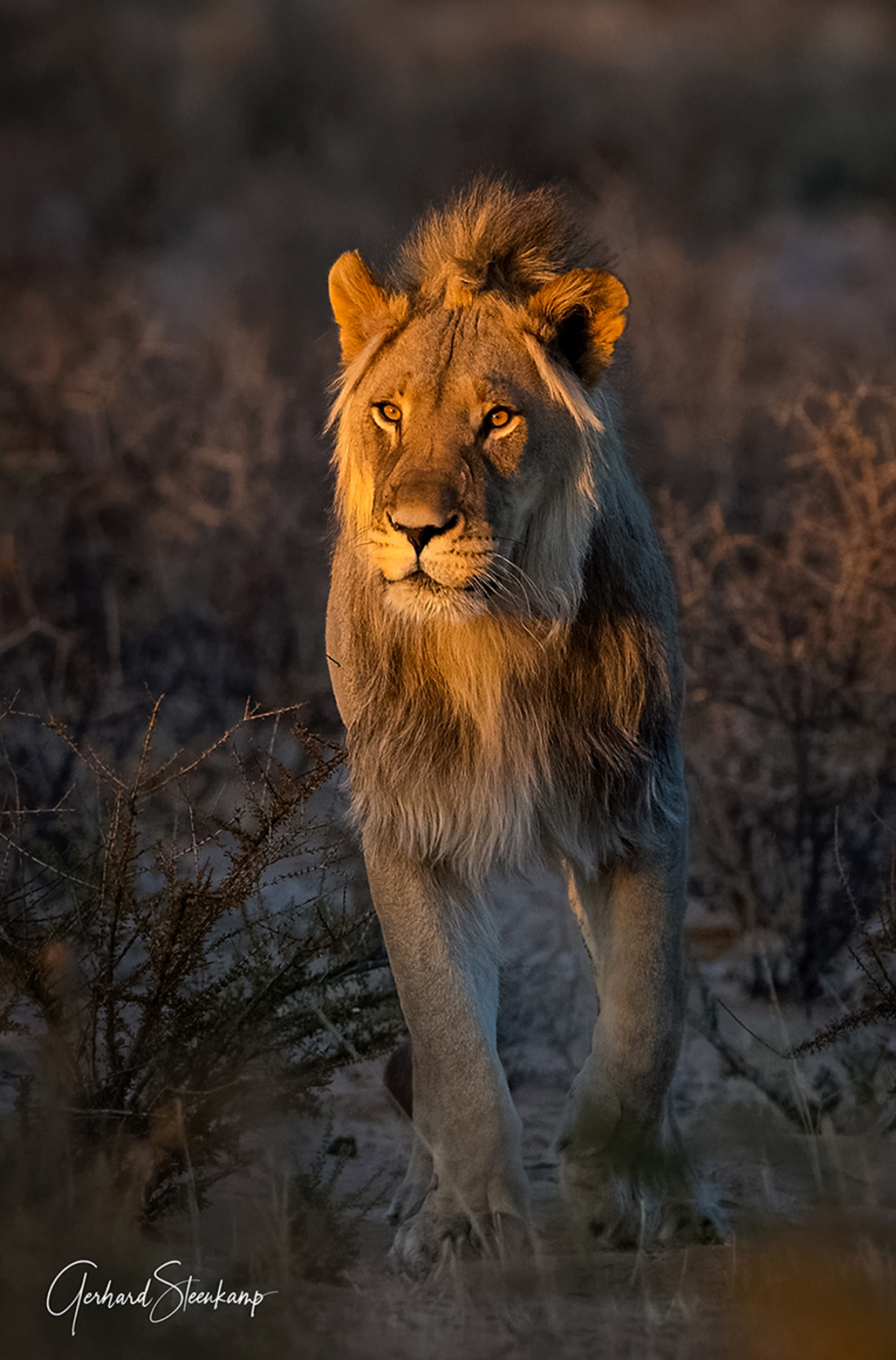 WORLD-LION-DAY-6 WORLD-LION-DAY-6
