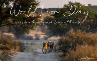 WORLD-LION-DAY-FEATURE-IMAGE