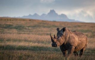 Rhino
